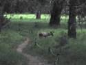 A Small Buck We Saw In Yosemite Village