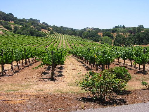 The Vineyards North of Calistoga