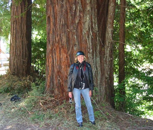 Tammy Next To A Big Redwood Tree Near Stewarts Pt.