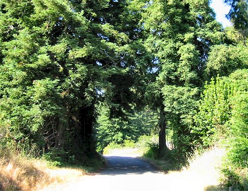 The View From Fort Ross Rd.