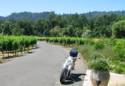 The Vineyards at Duckhorn