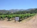 More Vineyards