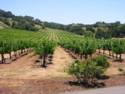The Vineyards North of Calistoga