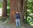 Tammy Next To A Big Redwood Tree Near Stewarts Pt.