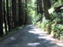 The Very Narrow Stewarts Point Part of the Road.