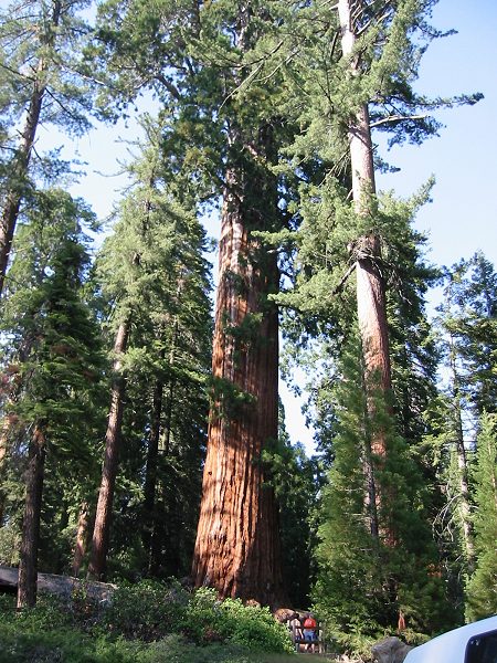 Giant Sequoia's