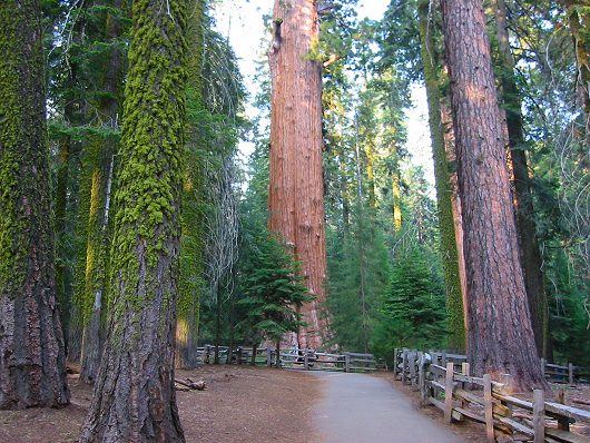 Giant Sequoia's