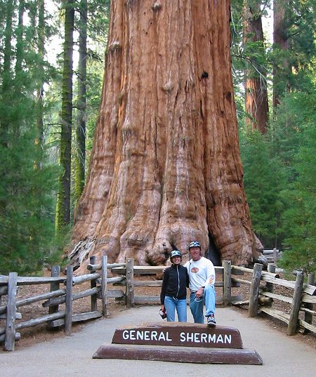 The Biggest Sequoia. The General Sherman