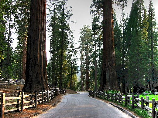 Giant Sequoia's