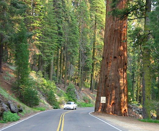 Giant Sequoia's