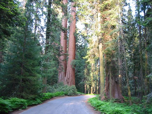 Giant Sequoia's