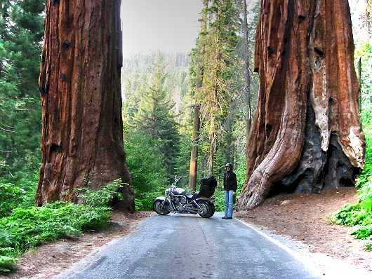 The Bike Vs. Giant Sequoia's