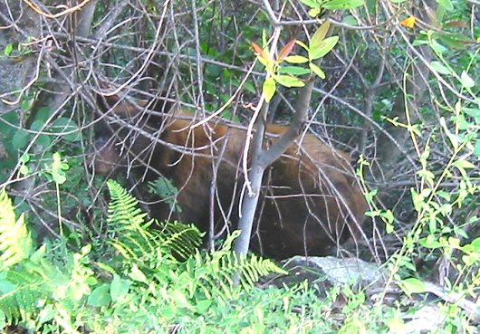 The Only Bear We Saw The Entire Trip