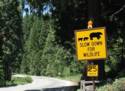 Slow Down For Bears, If You Are Lucky Enough To See One.