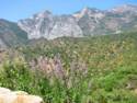 The Road Through Kings Canyon