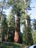 Giant Sequoia's