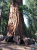 Giant Sequoia's