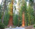 Giant Sequoia's
