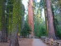 Giant Sequoia's