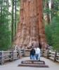 The Biggest Sequoia. The General Sherman
