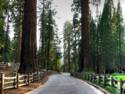 Giant Sequoia's