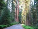 Giant Sequoia's