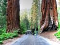 The Bike Vs. Giant Sequoia's