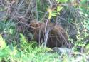 The Only Bear We Saw The Entire Trip