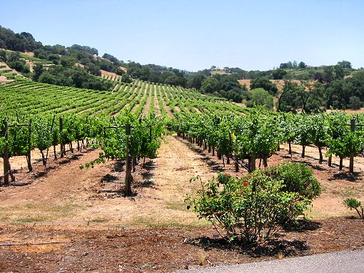 Napa Valley Vineyards