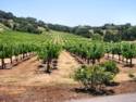 Napa Valley Vineyards
