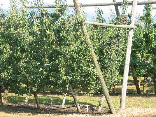 Pear Trees