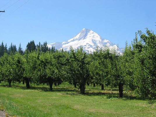 Mt. Hood Beyond the Fruit Trees
