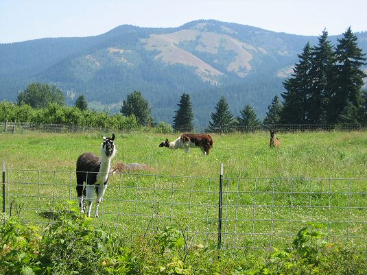Llamas