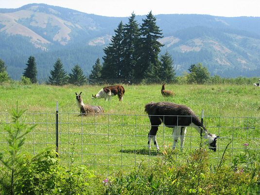 Llamas