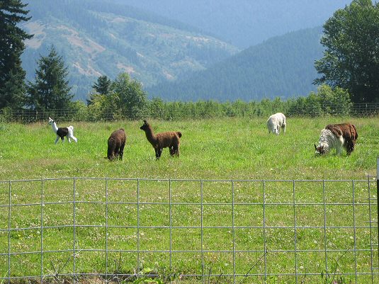 Llamas