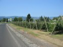 Fruit Loop in Hood River