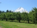 Mt. Hood Beyond the Fruit Trees