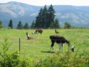 Llamas
