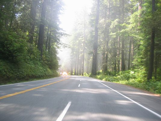 Redwood National Forest