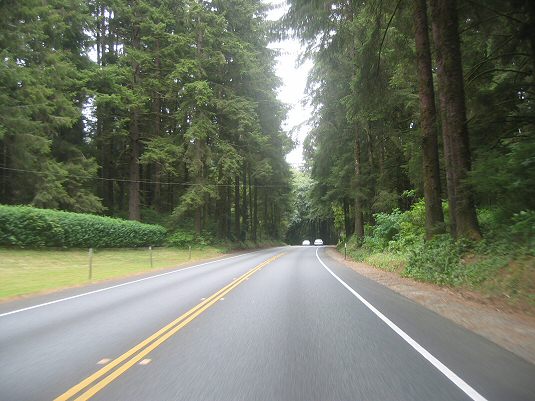 Redwood Forest