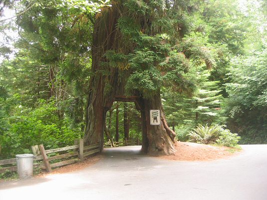 Drive Thru Tree in Klamath