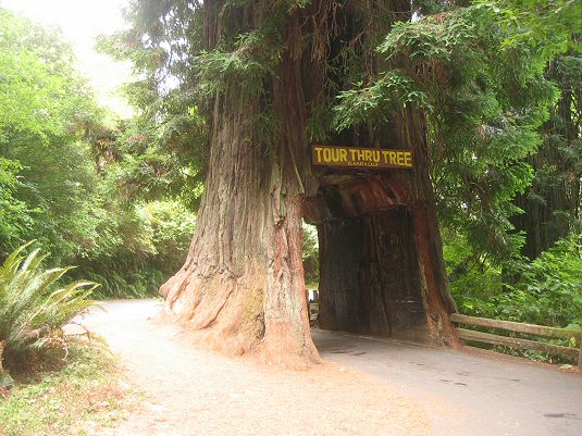 Drive Thru Tree in Klamath