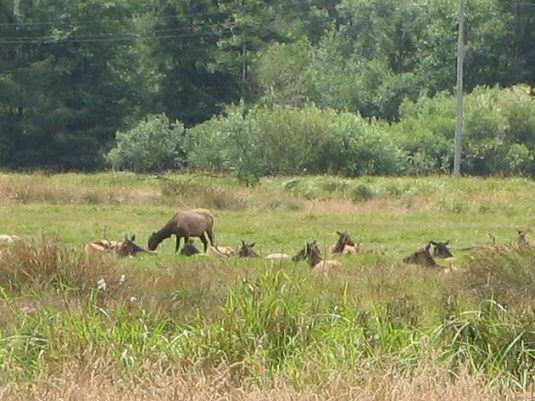 Herd of Elk