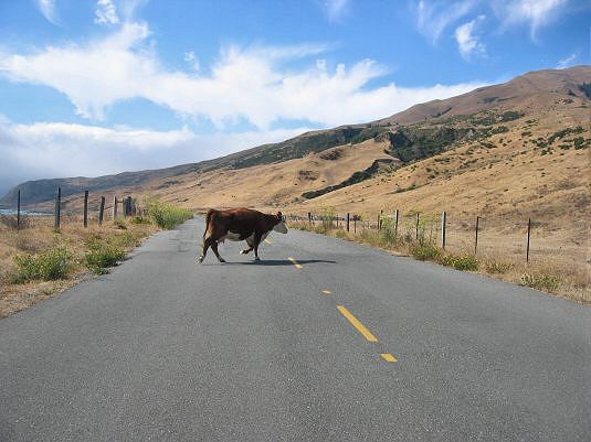 Open Range Cow in The Road. Be Careful.