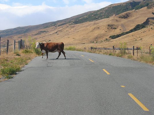 Can't Decide Which Side of the Road He Wants To Be On.
