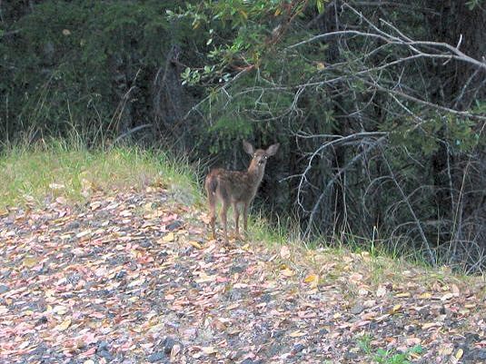 Deer on Mattole Road