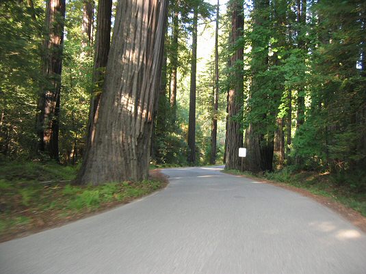 Humboldt State Redwood Park