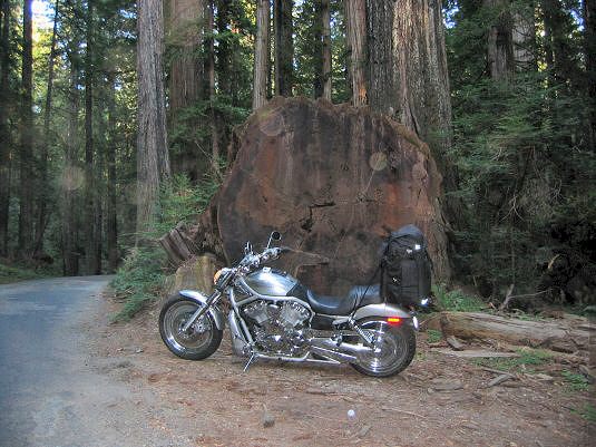 Vrod In Front of Giant Fallen Redwood