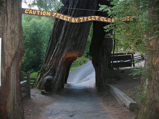 Drive Thru Tree