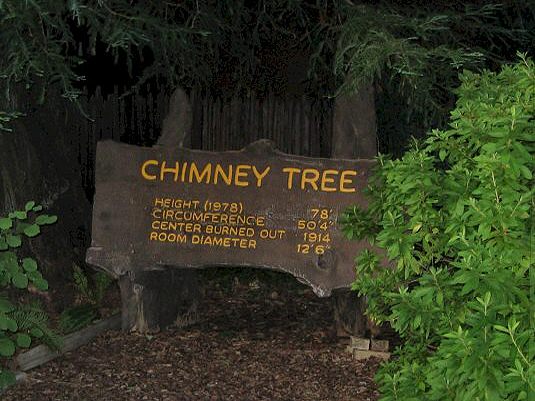 Chimney Tree Struck By Lightning